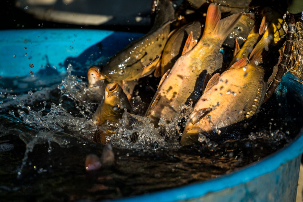 Výroční členská schůze 2026